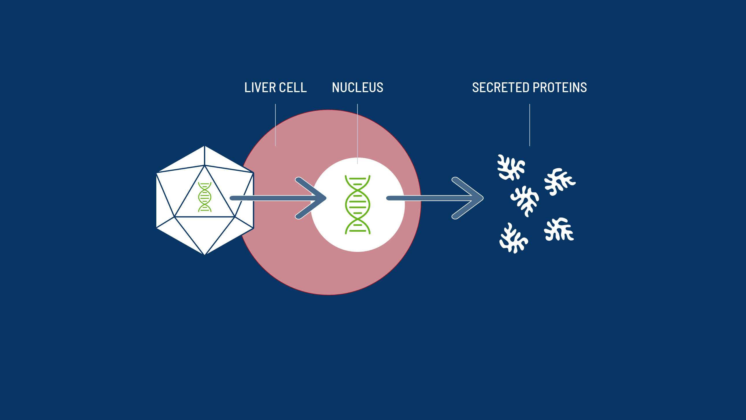 Liver cell with nucleus.