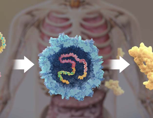 Visual representation of gene mutation and gene therapy overlaid on a human torso with exposed skeleton over organs